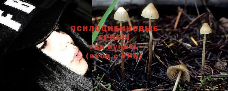 как найти закладки  Катав-Ивановск  omg ТОР  Псилоцибиновые грибы MAGIC MUSHROOMS 